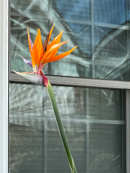 Bird-of-Paradise flower