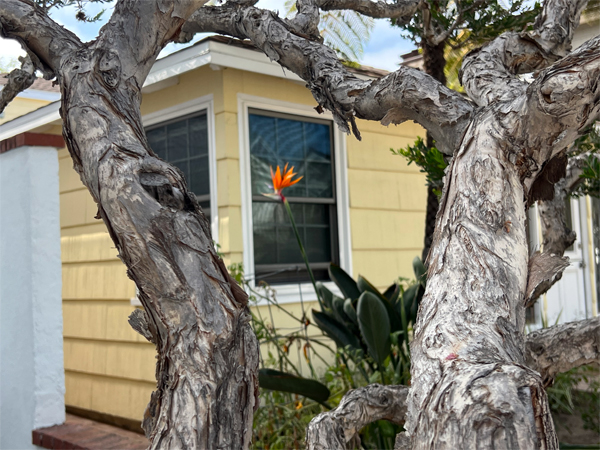 Bird-of-Paradise flower