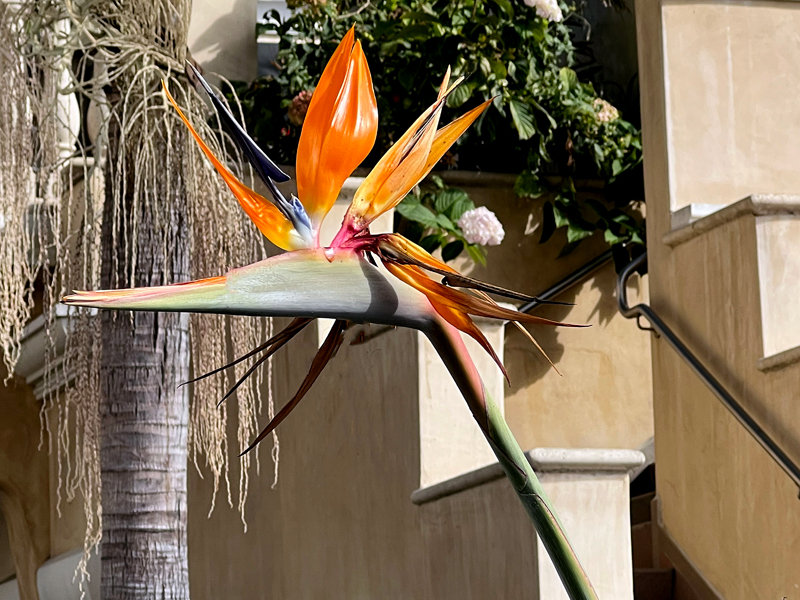 Bird-of-Paradise flower