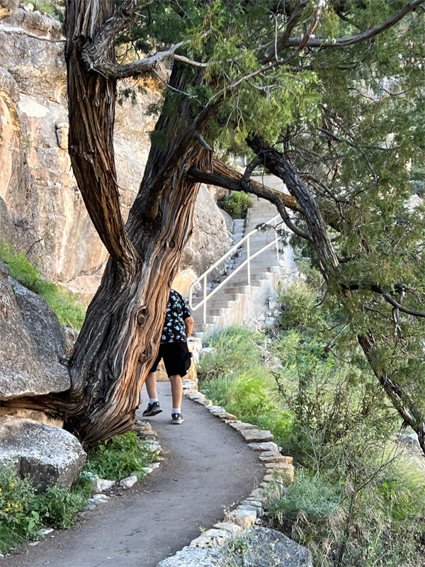 Lee Duquette, stairs and a tree