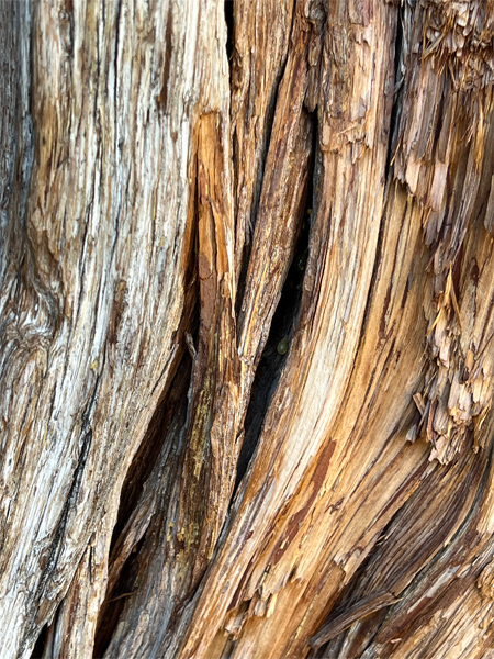 close-up of the tree bark