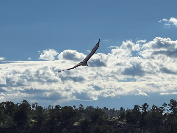 an Eagle flying by