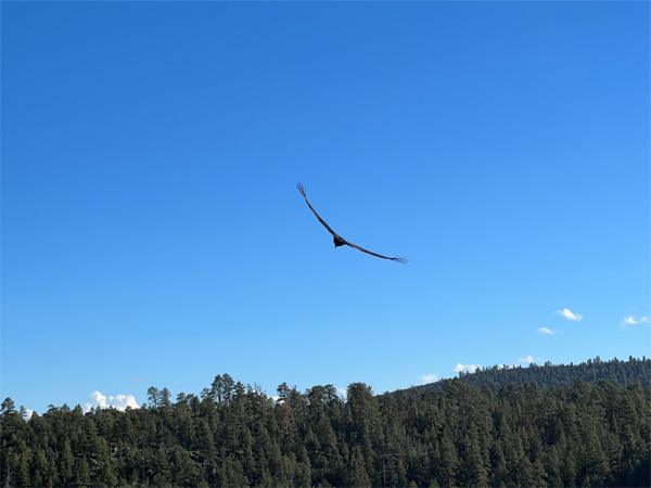 an Eagle flying by