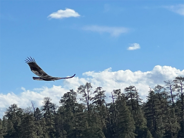 an Eagle flying by