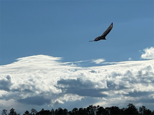 an Eagle flying by