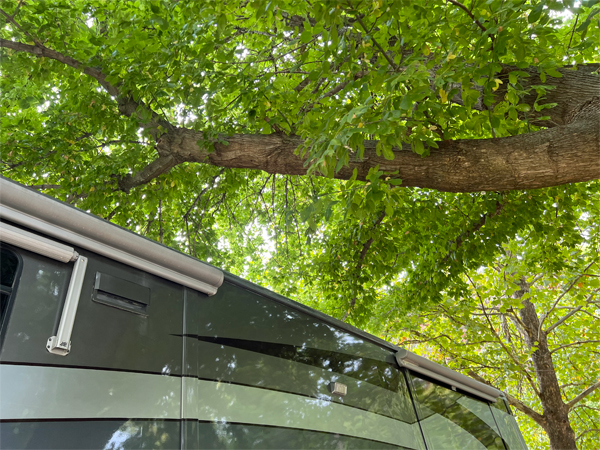 big tree limb that overhung the site