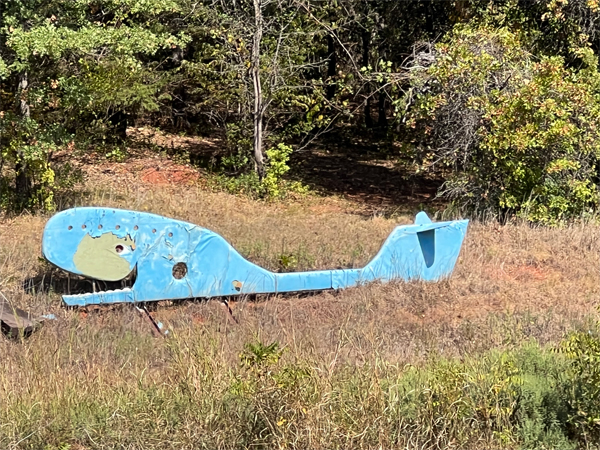 blue whale beached on shore