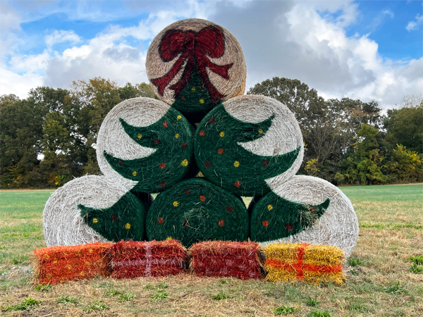 Christmas tree Hay Bale