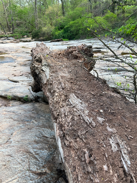 log at Glendale Shoals