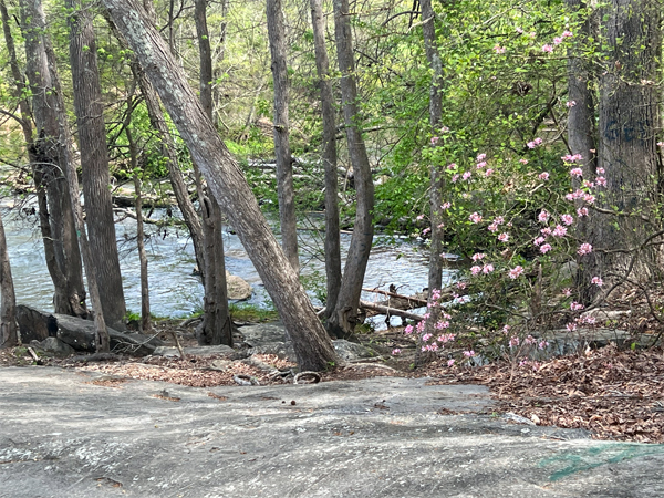 Glendale Shoals and flowers