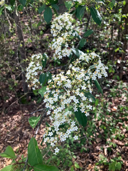 flowers at Glendale Shoals