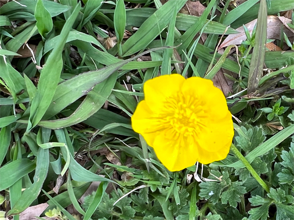 flower at Glendale Shoals