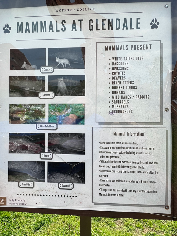 mammals at Glendale sign