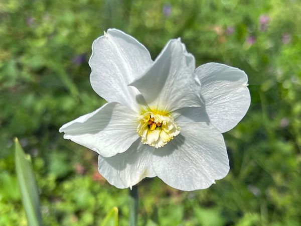 flower at Glendale Shoals