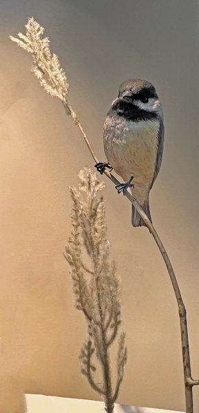 bird by Chris Wilson