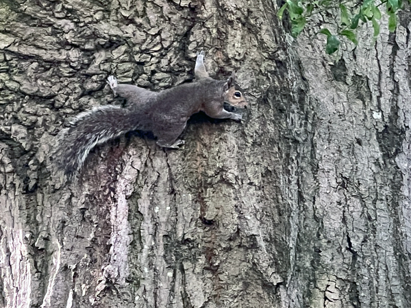 squirrel