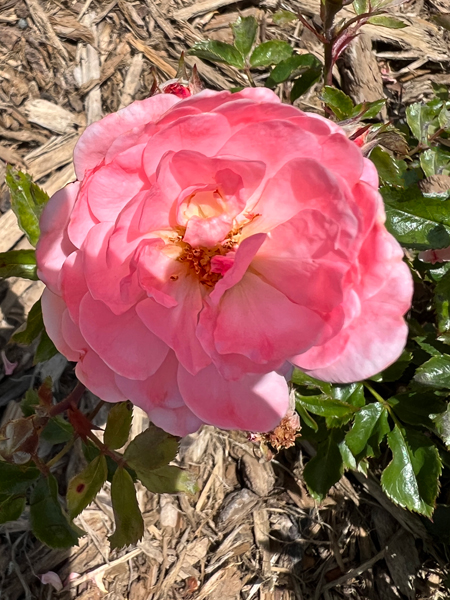 flower at the Quarry