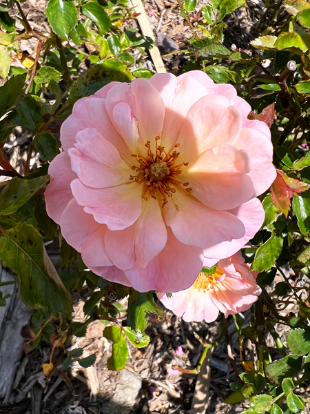 flower at the Quarry