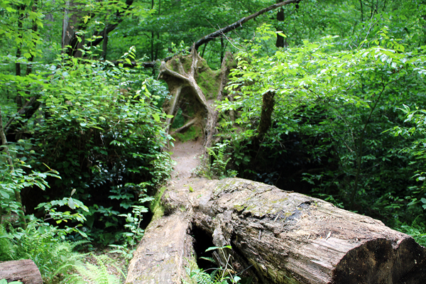 fallen tree