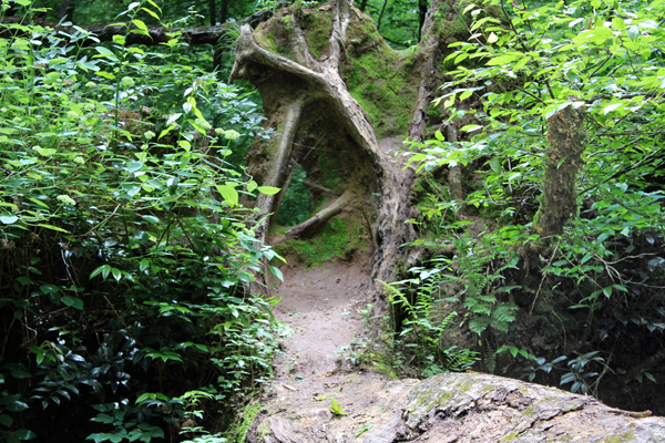 fallen tree