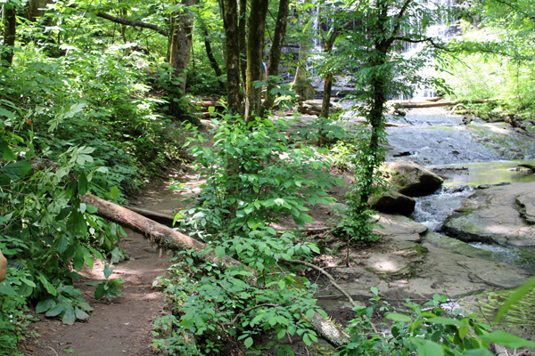 more fallen trees to climb over