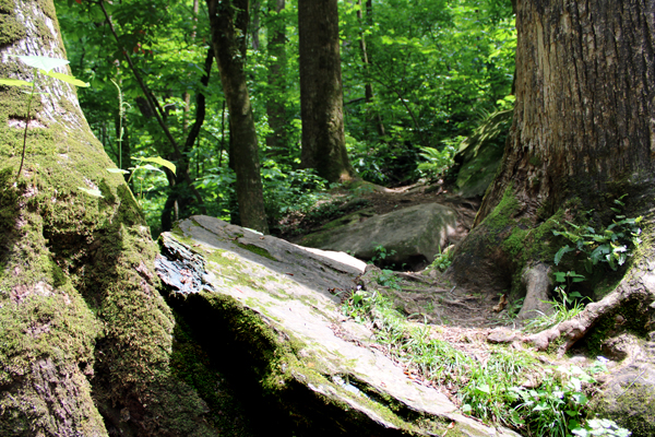 alongside the trail