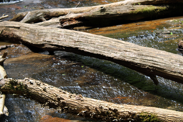 close0up of the stream and logs