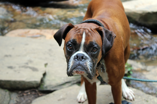 a dog visiting the waterfall