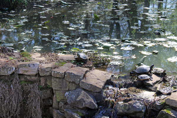 Turtles at Glencairn Gardens