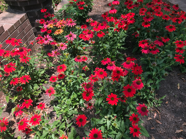 a group of flowers