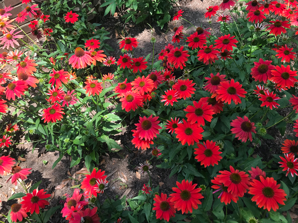 a group of flowers