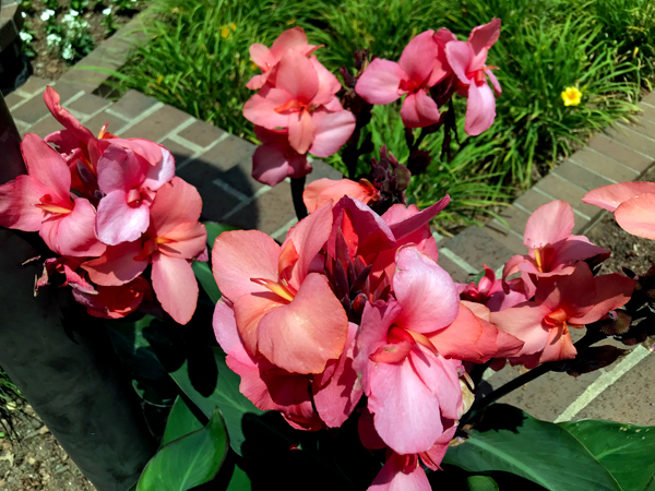 a group of flowers