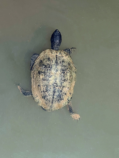 Turtle at Glencairn Gardens