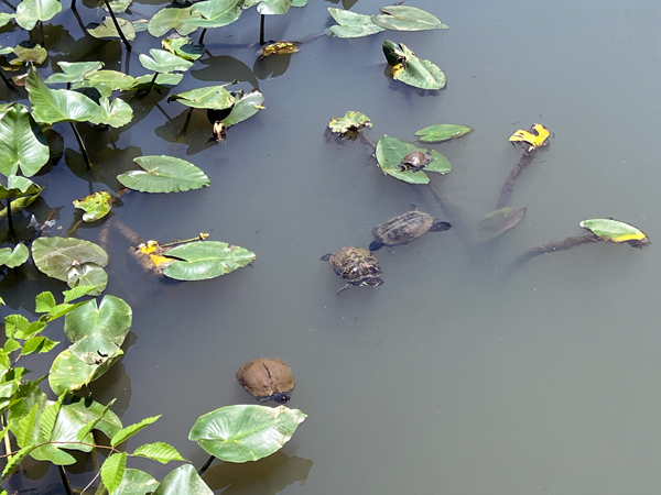 Turtles at Glencairn Gardens