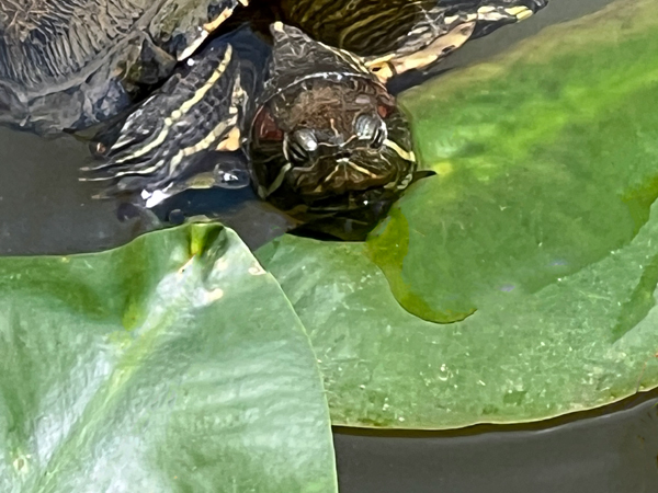 trutle face close-up