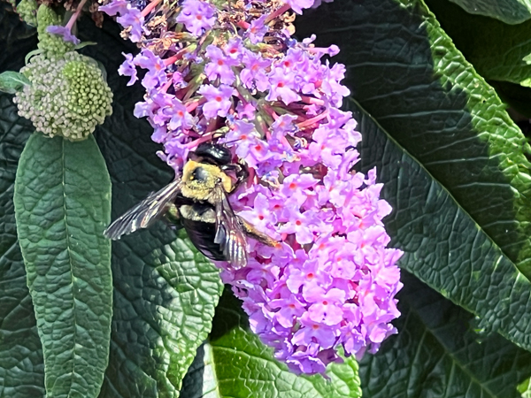 flower and bee