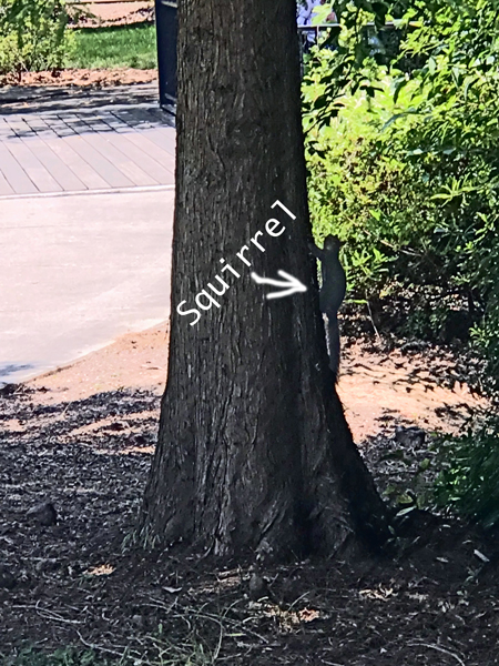 squirrel running up a tree