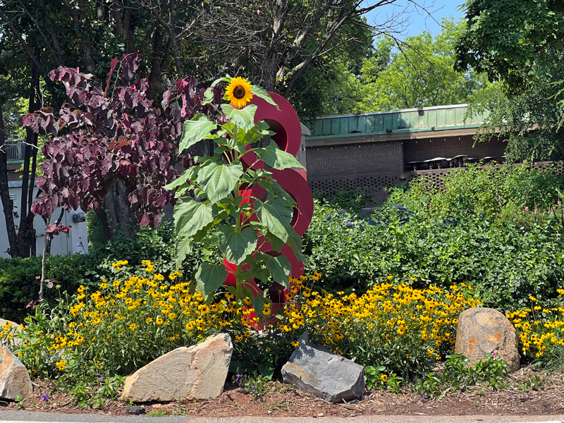 a gian sunflower