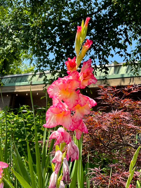 flowers in Matthres NC