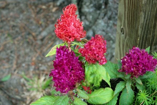 flowers