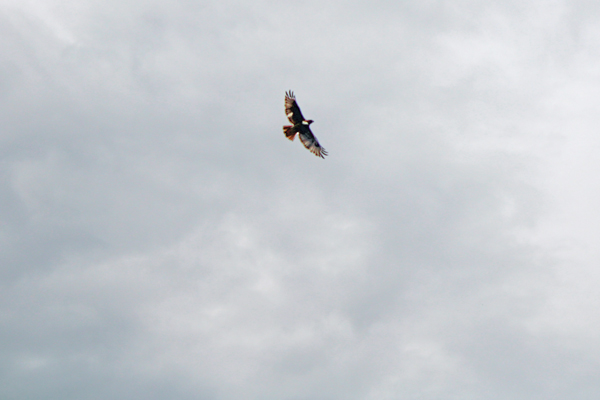 eagle flying overhead