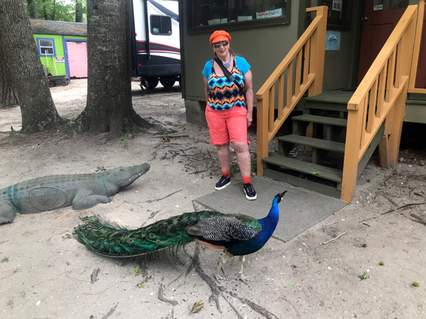 Karen Duquette, alligator and a peacock