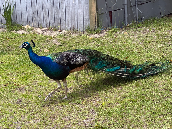 peacock