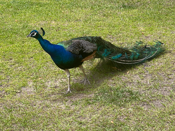 peacock