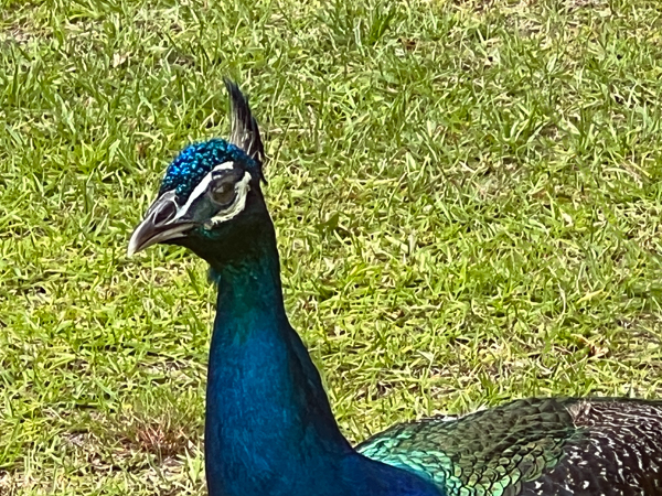 peacock