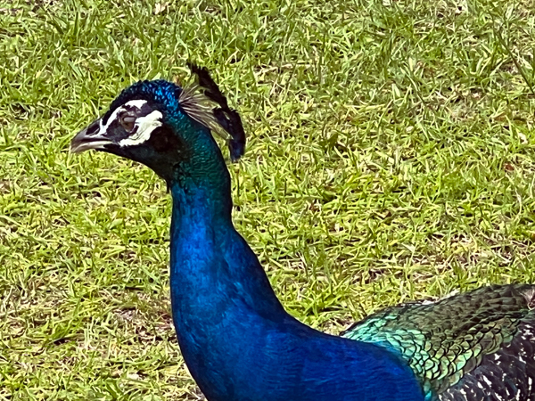 peacock