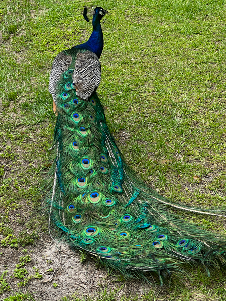 peacock