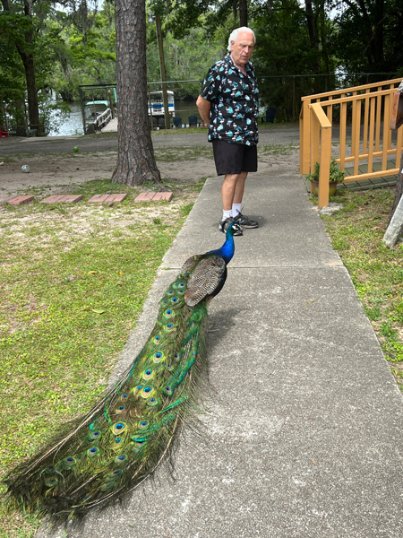 Lee Duquette and a peacock