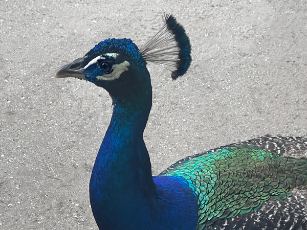 peacock