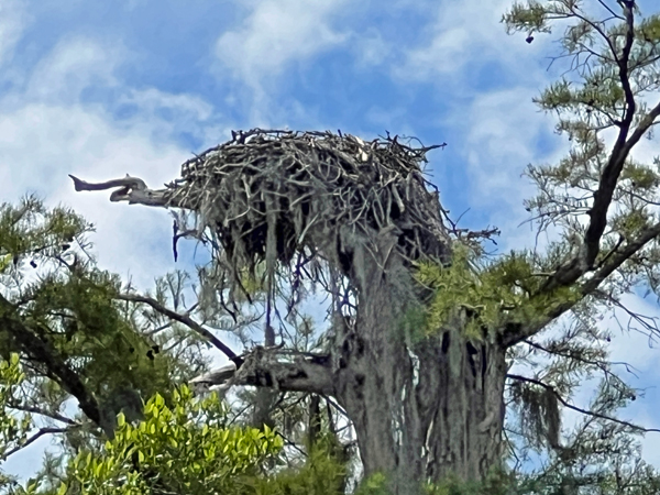 ospry nest